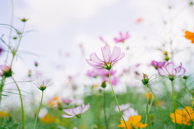 Close-up of pink cosmos flowers on field