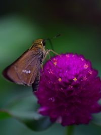 Close-up of butterfly pollinating on purple flower