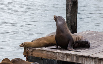 High angle view of sea lion on pier