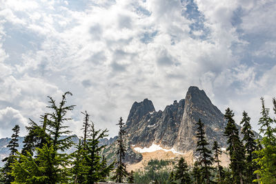 Low angle view of pine trees against sky