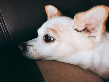 Close-up of dog