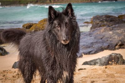 Portrait of dog on beach