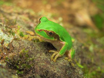 Close-up of frog on leaf