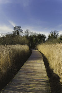 Boardwalk amidst trees against sky