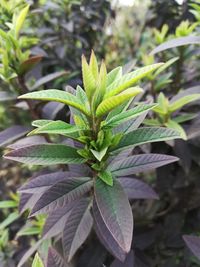 Close-up of plant growing on field