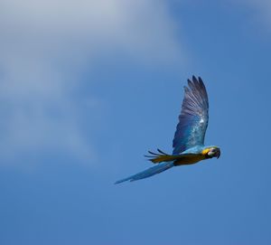 Low angle view of bird flying against clear blue sky