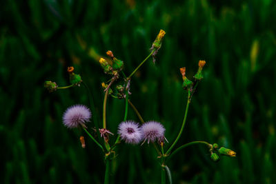 Close-up of flowers against blurred background