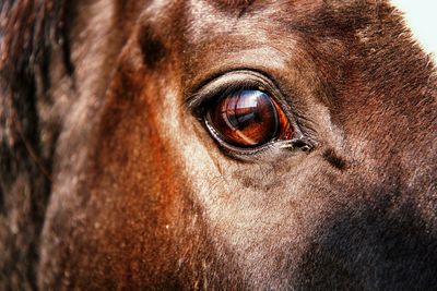 Close-up portrait of a dog