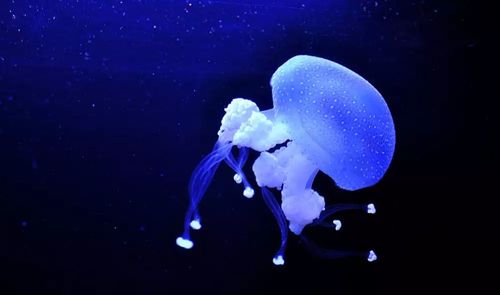 animal wildlife