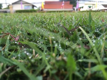 Close-up of raindrops on grass