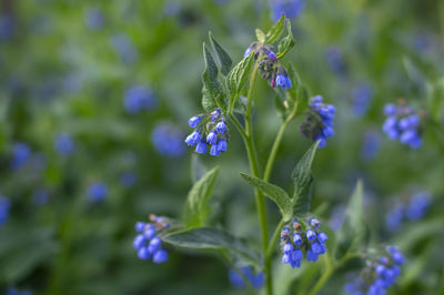 Close-up of purple flowering plant on field