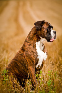 Dog sitting on field