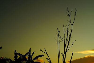 Low angle view of silhouette plant against sky during sunset