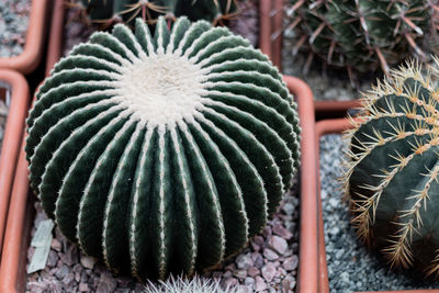 Close-up of plant cactus
