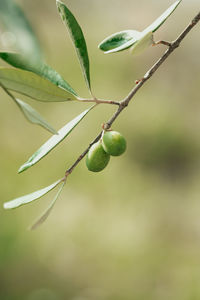 Olive branches