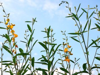 Low angle view of flowering plants against sky