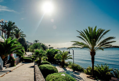 Palm trees at beach against sky