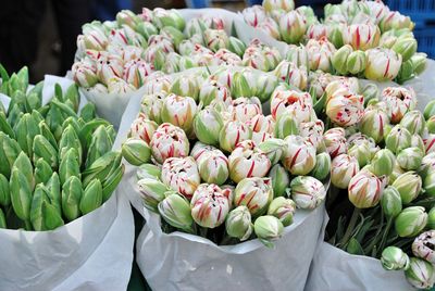 Close-up of fresh tulips in market for sale