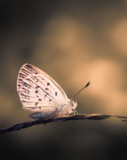 Close-up of butterfly