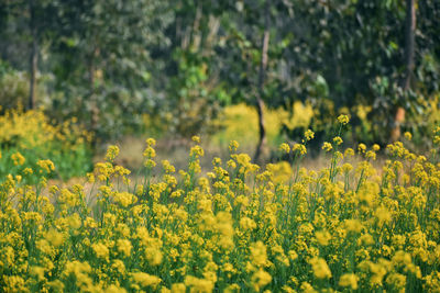 Yellow flowering plants on field