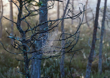 Close-up of bare tree during winter