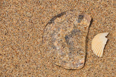 Seashell on sandy beach