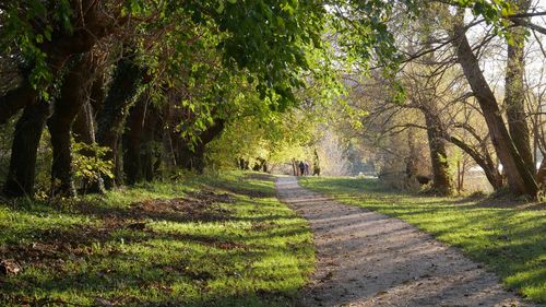 Footpath amidst trees in forest