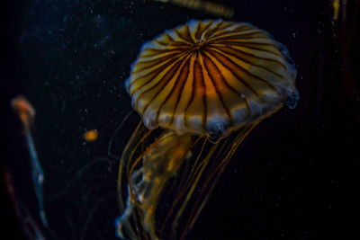 Close-up of jellyfish swimming in sea