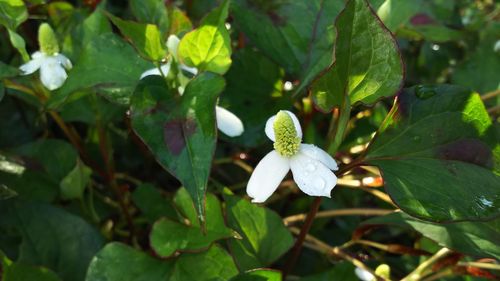 Close-up of white flowers