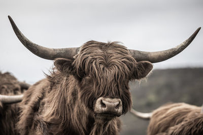 Cows standing on field