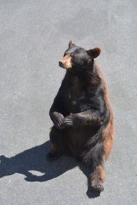 High angle view of dog on street