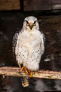 Close-up portrait of owl perching on wood