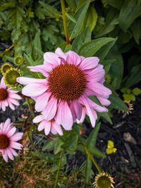 Close-up of coneflowers blooming outdoors