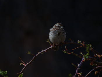 Bird on a branch