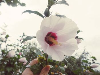 Close-up of flower blooming against sky