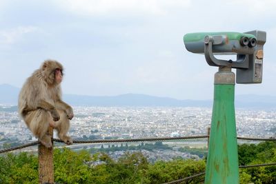 Monkey relaxing on railing by cityscape against sky