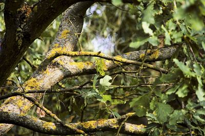 Close-up of lizard on branch