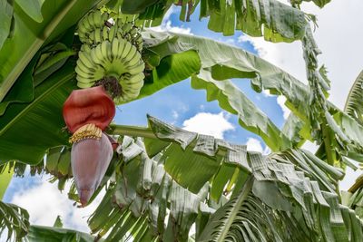 Low angle view of fruits growing on tree