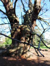 Close-up of tree against sky
