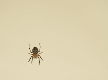 Close-up of insect on wall