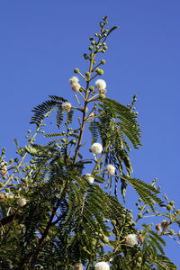 Low angle view of plant against clear blue sky