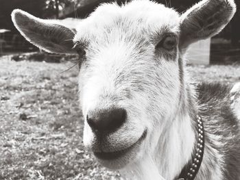 Close-up portrait of goat on field
