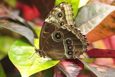 Close-up of butterfly on leaves