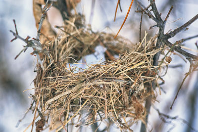 Close-up of dried plant in nest