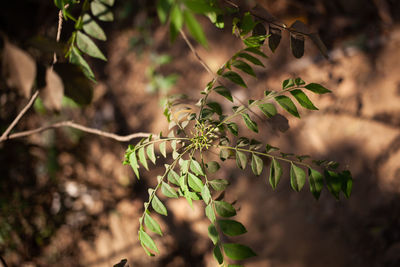 Indian spice curry leaves plant outdoor agriculture