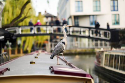 Bird perching on boat against buildings in city
