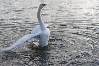 Swan swimming in lake