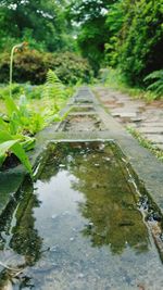 Surface level of wet footpath by trees