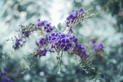 Close-up of purple flowering plant