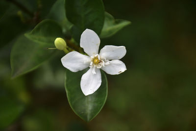 Close-up of white flowering plant